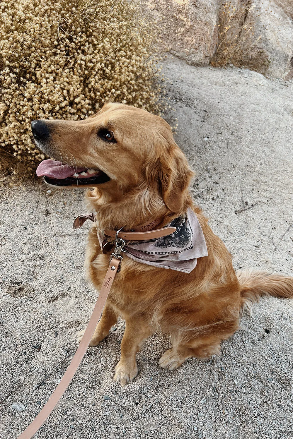 Classic Canine Collar - Natural