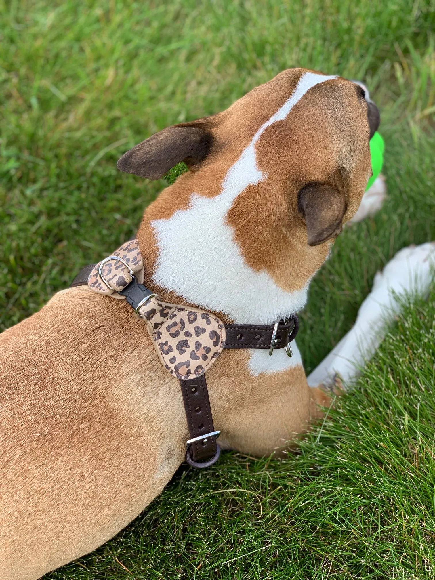 Classic Leopard Leather Step-In Dog Harness